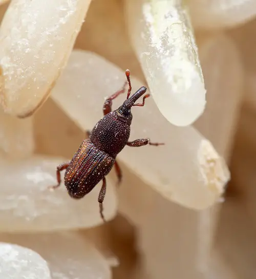 insects resembling bed bugs 