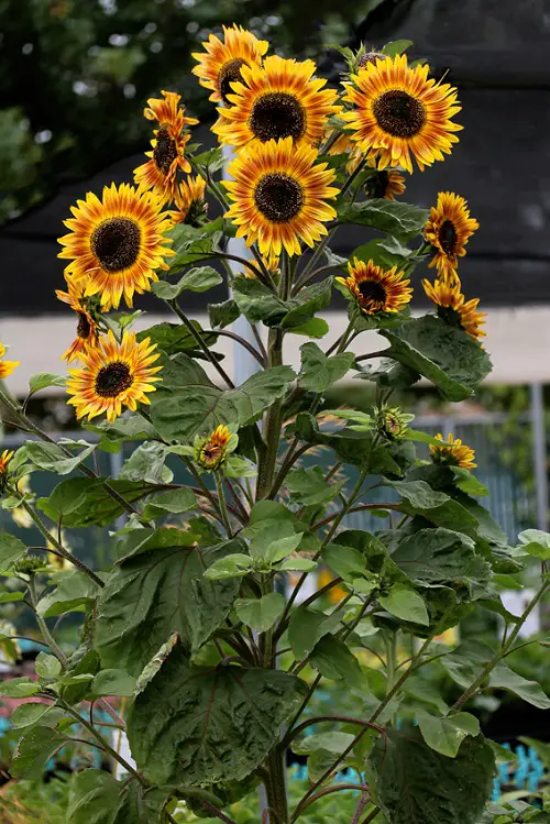 Orange Colors Sunflowers 17