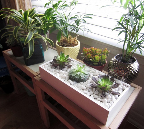 Tabletop Rock Garden Oasis