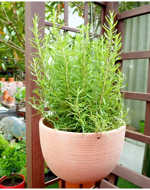 Rosemary From Cuttings 2