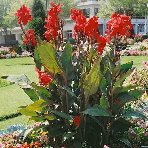 best Beautiful Maroon Garden Flowers