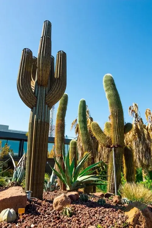 Plants that Attract Snakes - Succulents and Desert