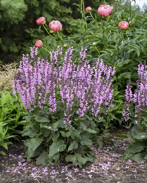 best mauva flowers 6