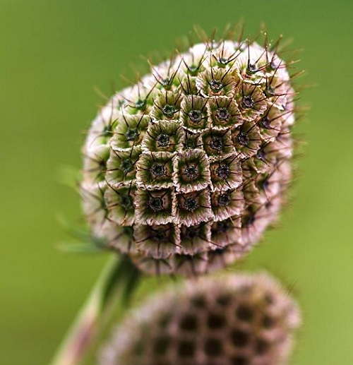 top best Flowers That Look Like Cats