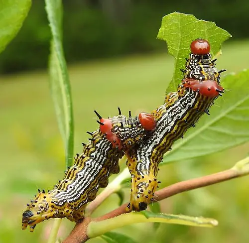 Caterpillars in orange and black