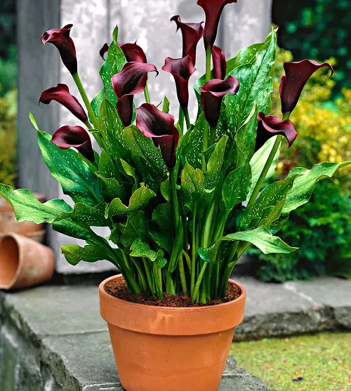 Glorious Maroon Flowers for the Garden pot 