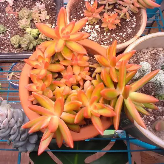 Sedum Nussbaumerianum 3