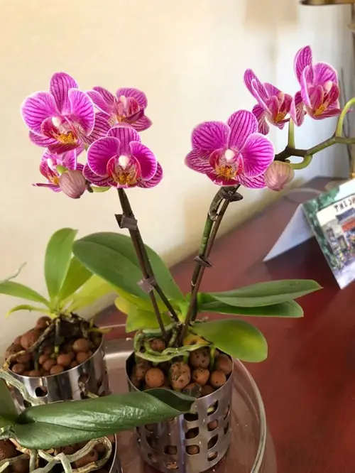 DIY Semi Hydroponic Orchid Pot