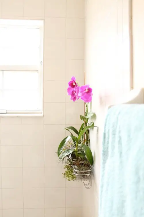 DIY Shower Caddy Pot Idea