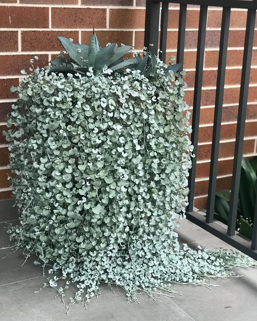 Indoor Creeper Plants