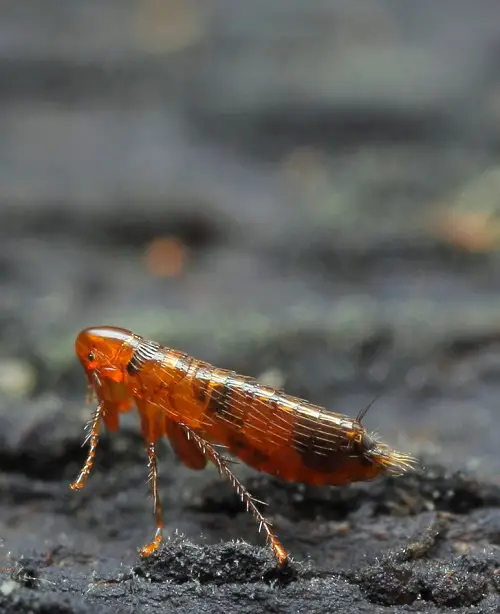best Bed Bug-Looking Insects 