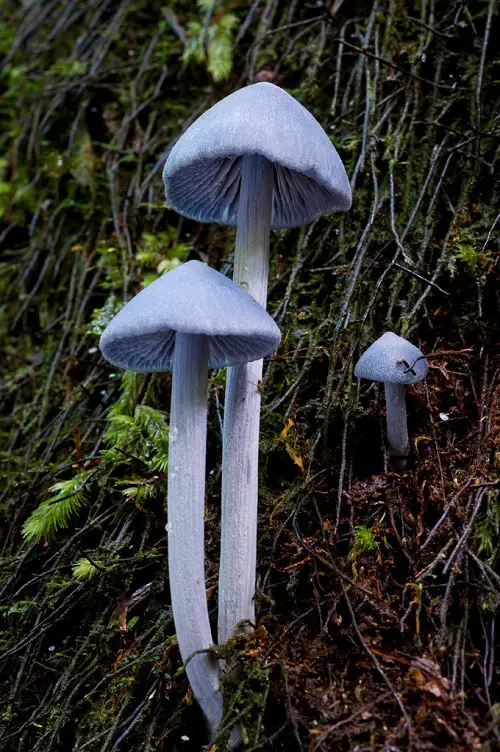 Flowers-Resembling Mushrooms
