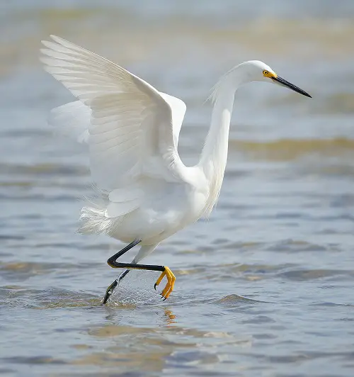Birds With Long Necks 11