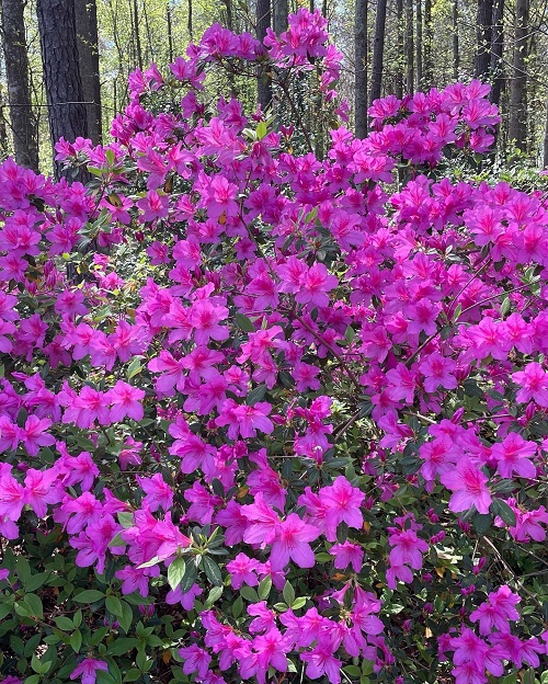 Gorgeous Hot Pink Roses
