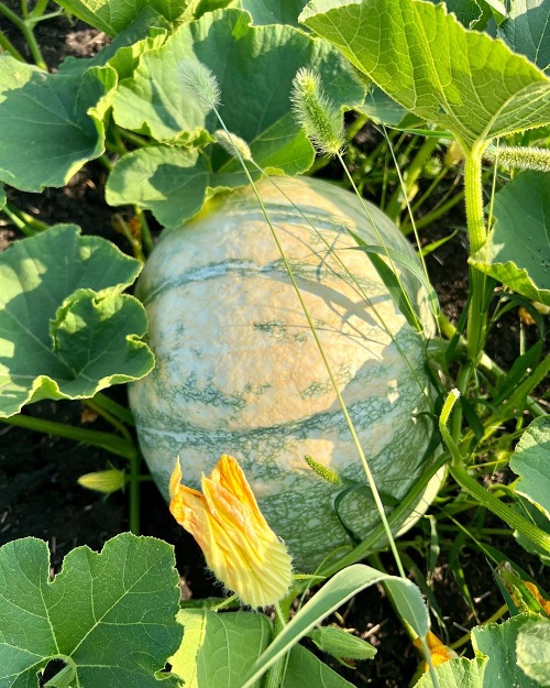 The Greatest Green Pumpkin Variety Types