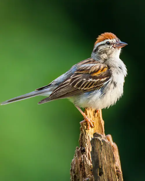 best White-striped avian species
