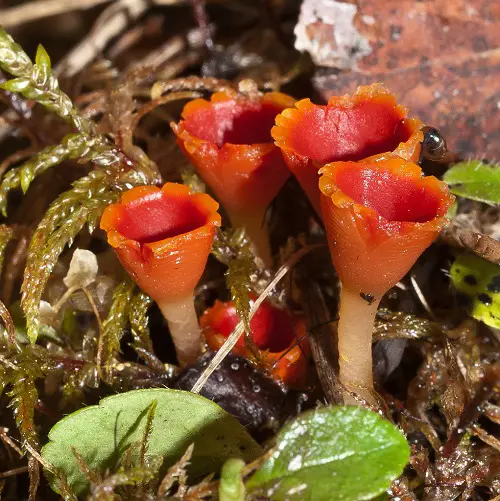 Mushrooms that Look like flowers