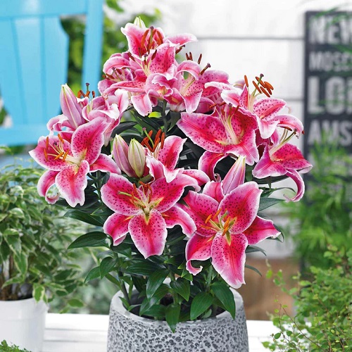  Stunning Hot Pink Flowers in pot