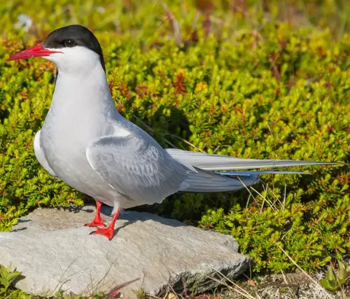 Birds with White Stripes on Wings in rock 