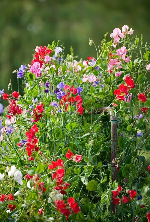 Beautiful Fast Growing Flowers 