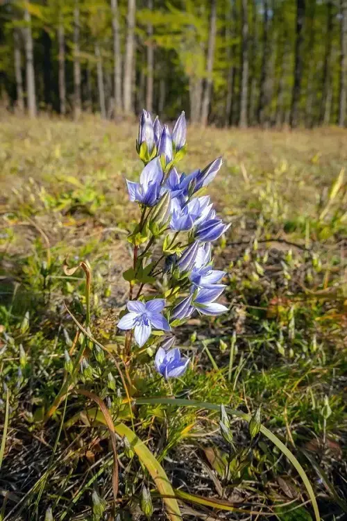 bloom that Look Like Stars