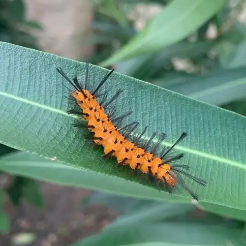 best Caterpillars that are orange and black