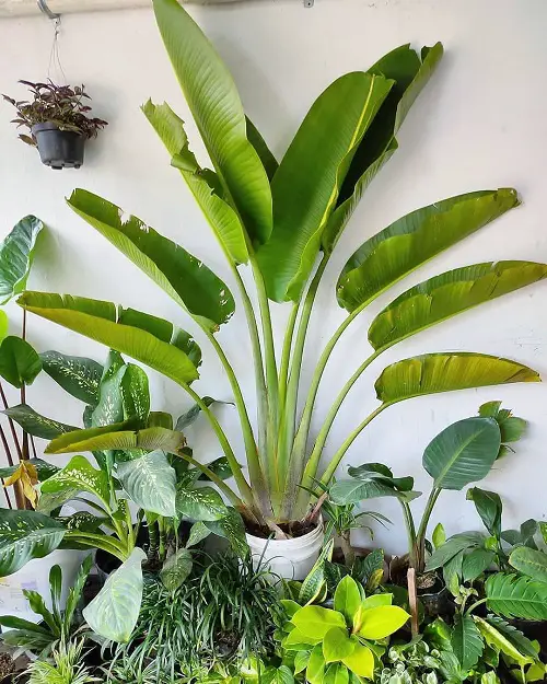An Overview of Traveler Palm
