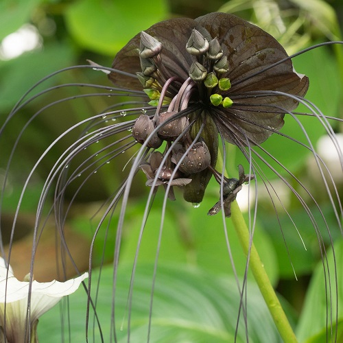 Flowers That Look Like Cats Whiskers
