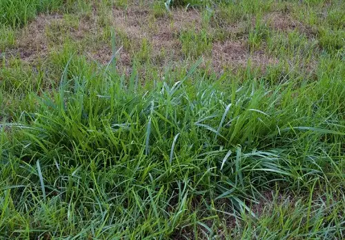 Plants that Attract Snakes - Native Grasses
