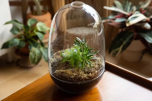 Tabletop Terrarium Marvel Garden ideas 