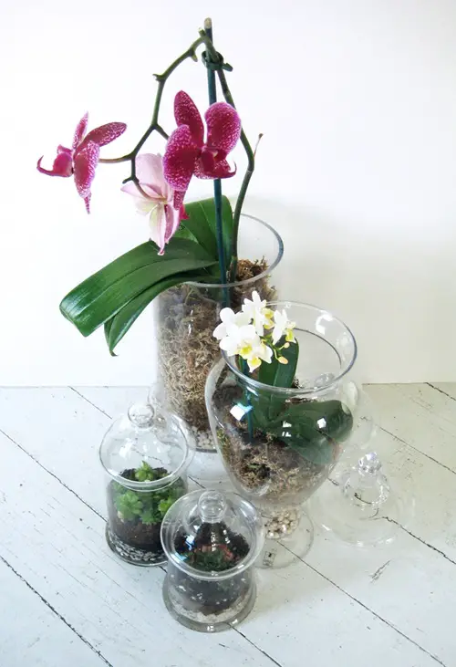 Terrarium Orchid Pot