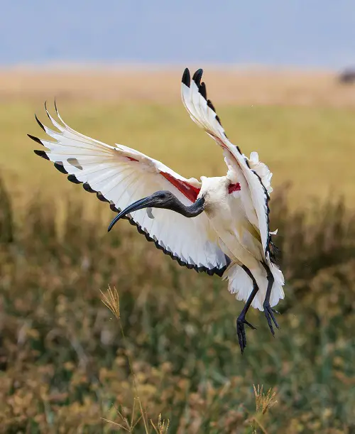 Birds With Long Necks 19