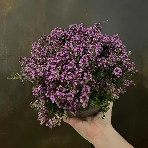  Best Edible Plants for Hanging Baskets ON HAND