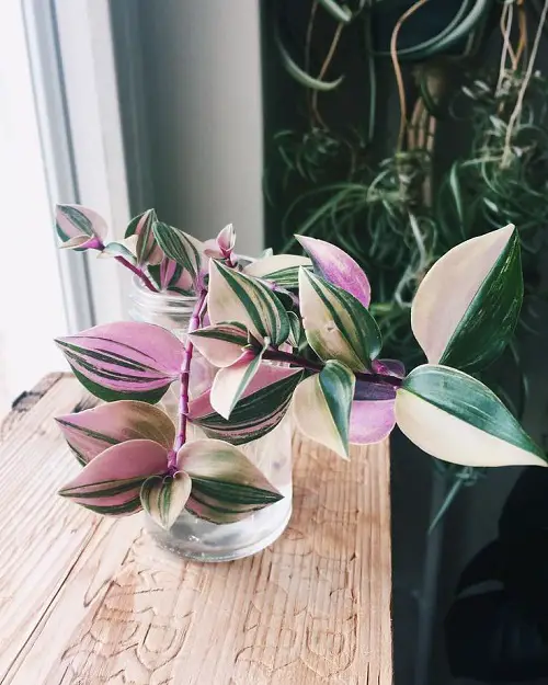Variegated Indoor Plants with Patterns near Window