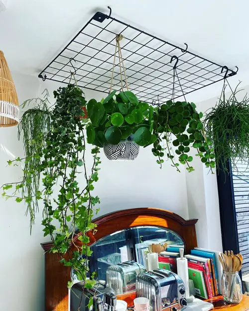 Trellises and Grids ideas