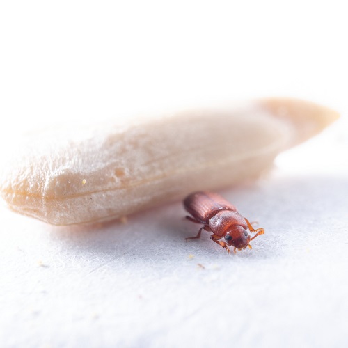 little insects that Similar to Bed Bugs 