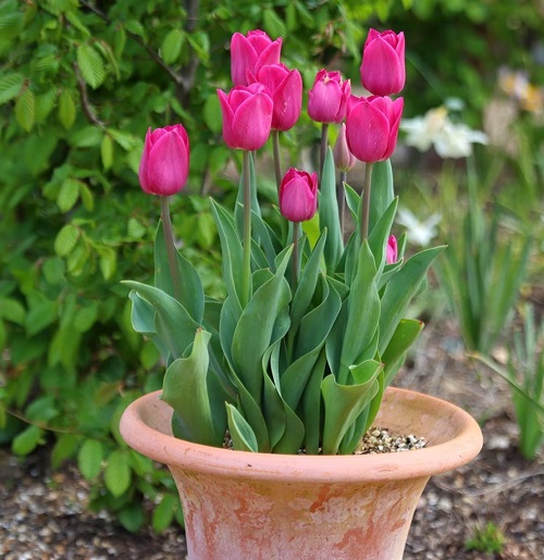 12 Gorgeous Vibrant Pink Flowers for backyard