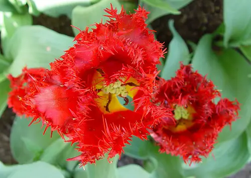amazing Stunning Red Flowers With Yellow Center