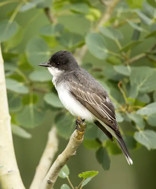 beautiful Birds with White Wing Stripes