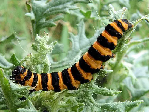 best Caterpillars in orange and black