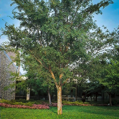 Smooth-gray trees