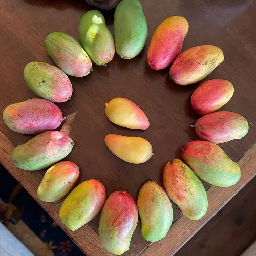 The world's sweetest mango varieties