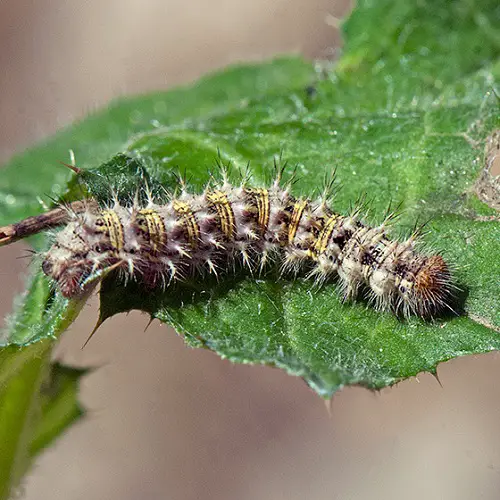 little Orange and Black Caterpillars 3