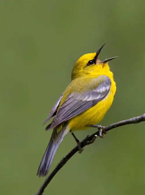 best Birds featuring white streaks across their wings