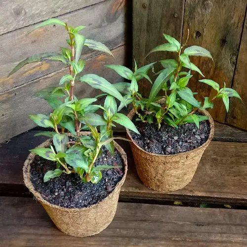 Different Parsley Varieties Types