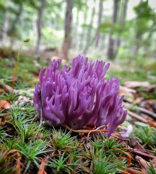 little Mushrooms that Look Like Flowers