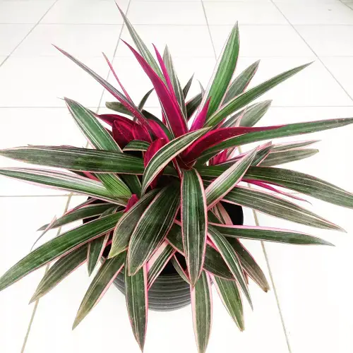 Must Have Moses in the Cradle Varieties 3