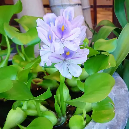 Blue Flowering Houseplants 9