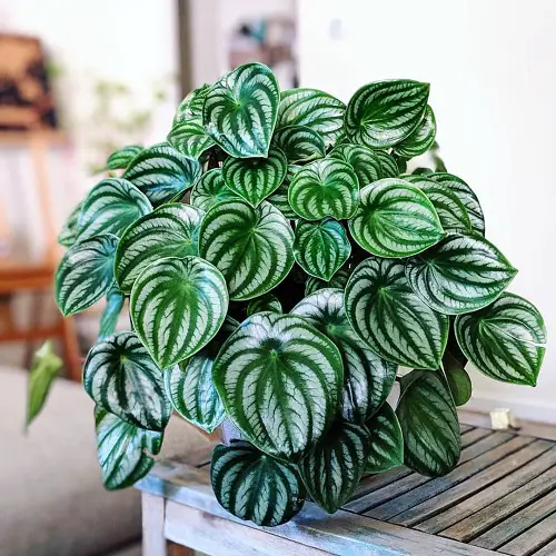 Best and Worst Child-Friendly Plants 3