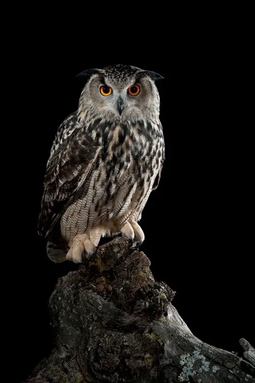 What Does It Mean When You See an Owl at Night